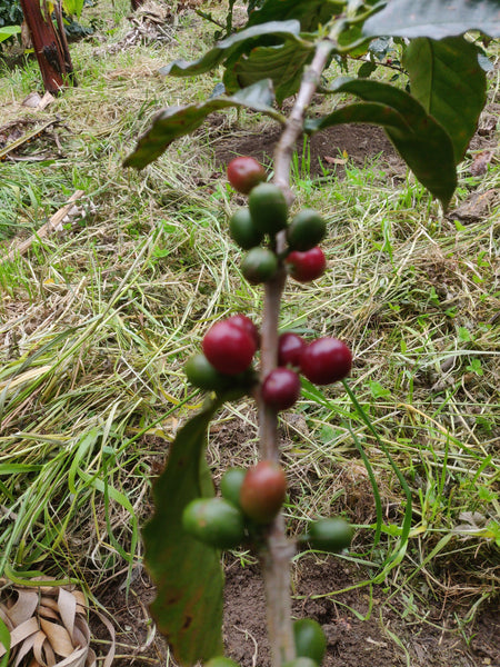 The Ripeness Factor: Why Picking Coffee at the Right Moment Matters
