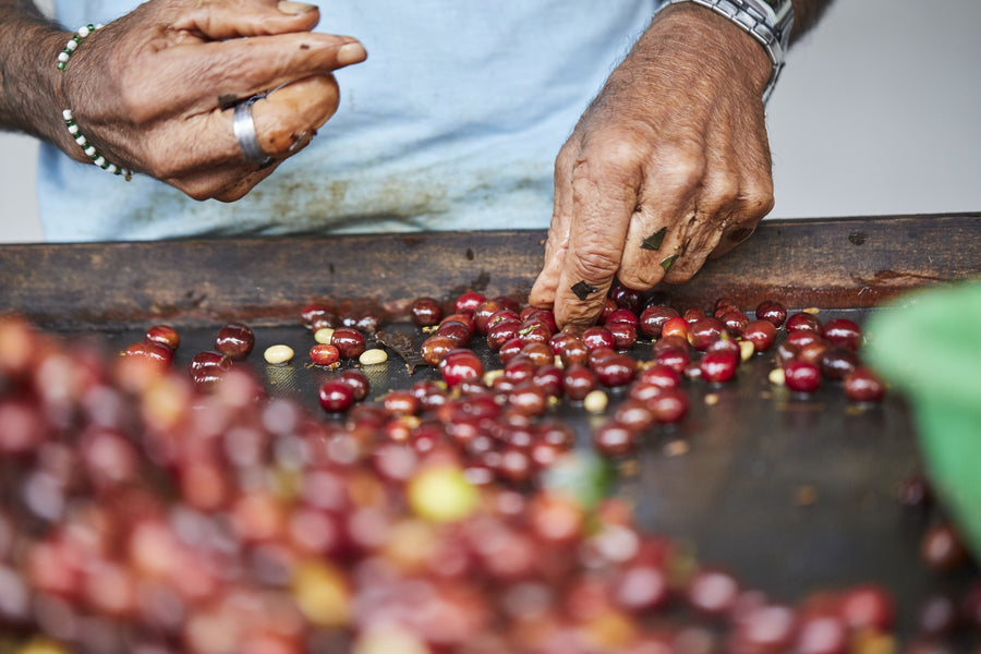 The Golden Bean: Unraveling the Mystique of Geisha Coffee
