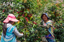 Load image into Gallery viewer, Tiburcio Yucra - Peru (filter)
