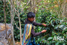 Load image into Gallery viewer, Tiburcio Yucra - Peru (filter)
