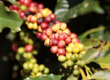 Load image into Gallery viewer, Cafeina - Brazil (espresso)
